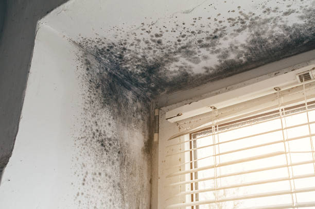 Affordable Black Mold Remediation solutions in Kersey, CO